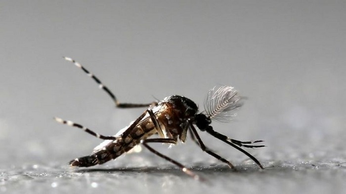 Florida county votes to release millions of Zika-fighting mosquitoes 